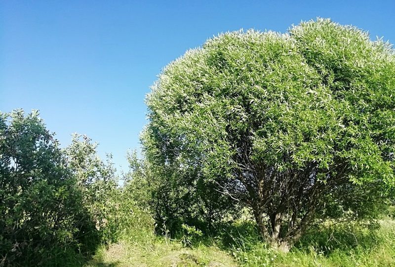 земля р-н Кирилловский д Шортино Кириллов фото 4