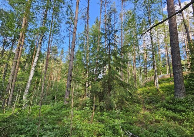 земля Куйвозовское сельское поселение, коттеджный пос. Лесное озеро, Центральная ул фото