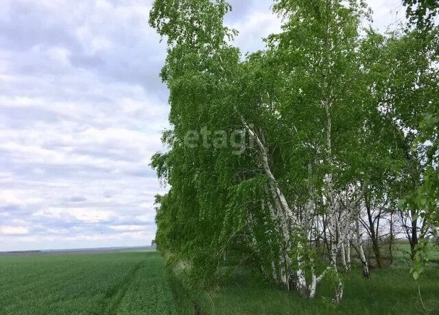 земля с Березово фото