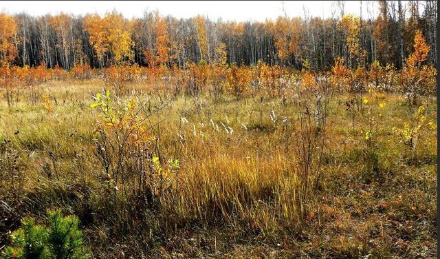 п Молодцово Кировское городское поселение, Кировск фото