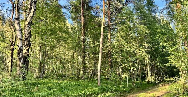 снт Белоостров фабрики им. Желябова Сертоловское городское поселение, Санкт-Петербург фото