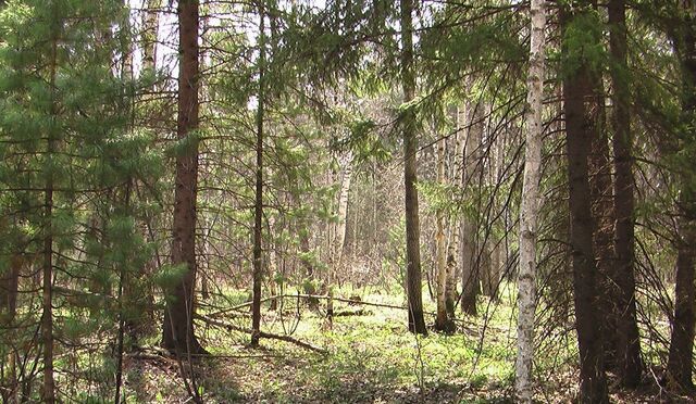 п Николина Гора коттеджный посёлок Никологорское, Красногорск фото