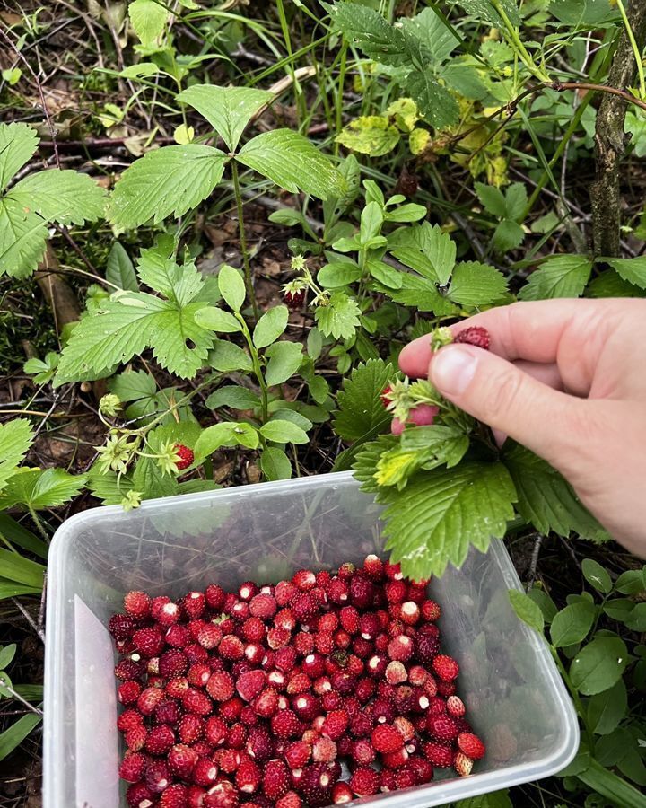 земля городской округ Раменский коттеджный пос. Лисицыны Лужки, Белоозёрский фото 13