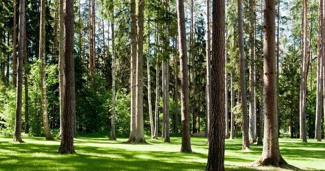 кв-л Серебрянка Ручьи садоводческий потребительский кооператив, Крылатское, Одинцовский городской округ фото