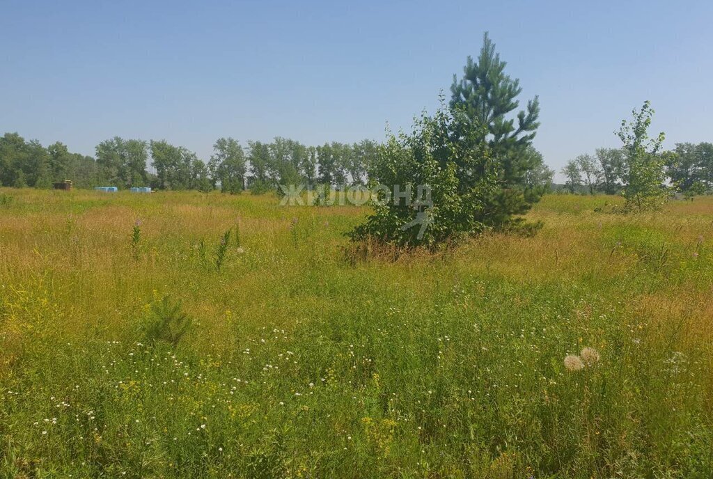 земля р-н Павловский п Новые Зори ул Молодежная фото 4