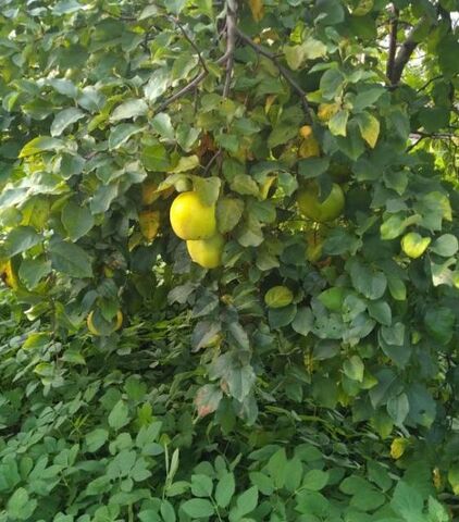 земля р-н Центральный пр-д Цветочный городской округ Калининград фото