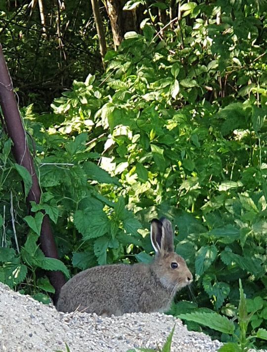 дом городской округ Сергиево-Посадский Меркурий садовое товарищество фото 13