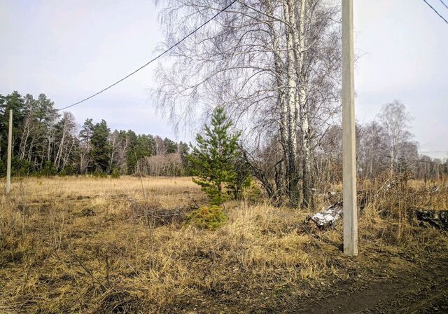 п Лесной ул Лесная Боровихинский сельсовет, Боровиха фото