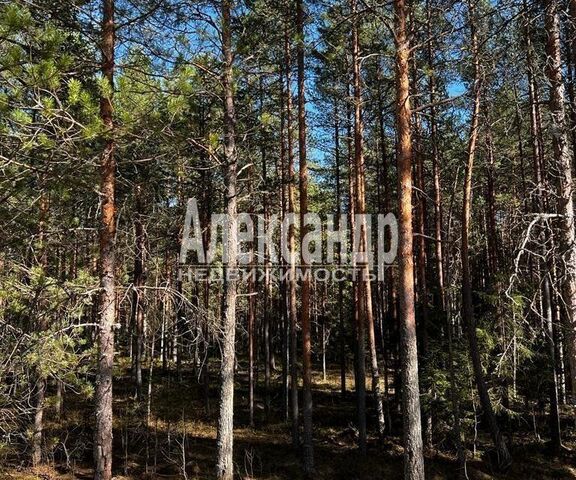 земля городской посёлок Толмачёво, Сосновая улица, 16 фото