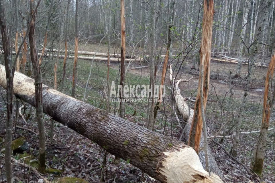 земля р-н Приозерский посёлок Торфяное фото 7