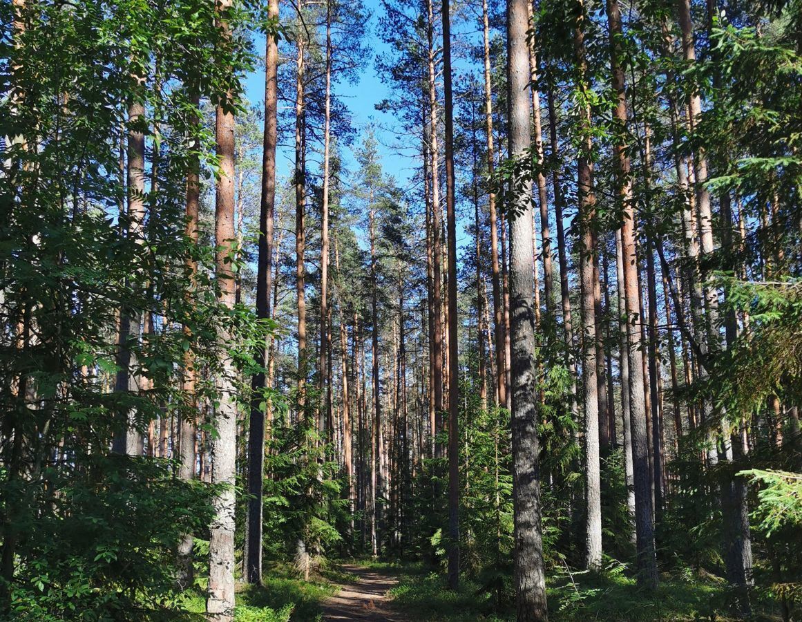 земля р-н Выборгский п Рощино ул Связи Рощинское городское поселение, городской пос. Рощино фото 39