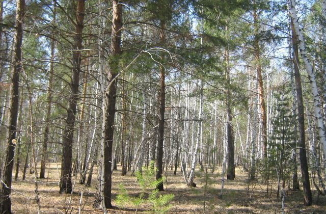 земля р-н Омский с Чернолучье Новотроицкое сельское поселение, Красноярка фото 3