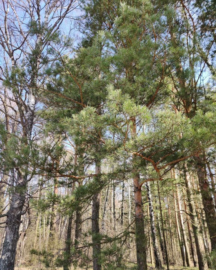 земля городской округ Орехово-Зуевский г Куровское Орехово-Зуевский г. о фото 3