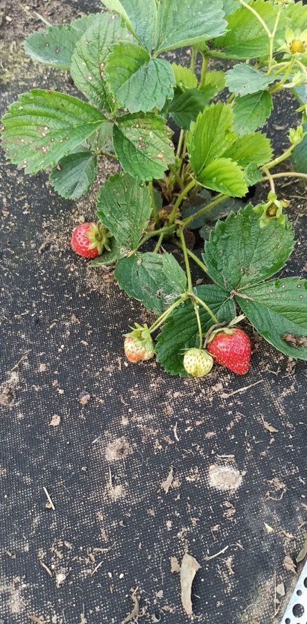 земля городской округ Можайский д Коровино Можайск фото 7