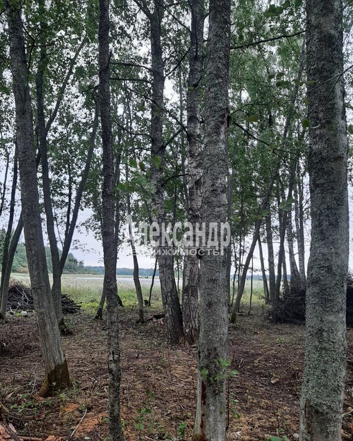 земля р-н Приозерский п Ромашки Ромашкинское сельское поселение, Саперное фото 4