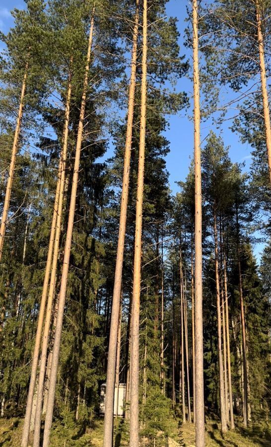 земля р-н Всеволожский Сертоловское городское поселение, коттеджный пос. Дворянская усадьба, Санкт-Петербург, 13-я линия фото 20