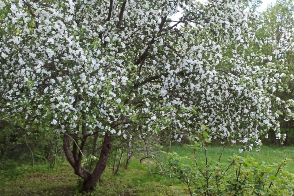 земля р-н Новгородский садоводческий массив Веряжа-2, СТ Луга-6 фото 5