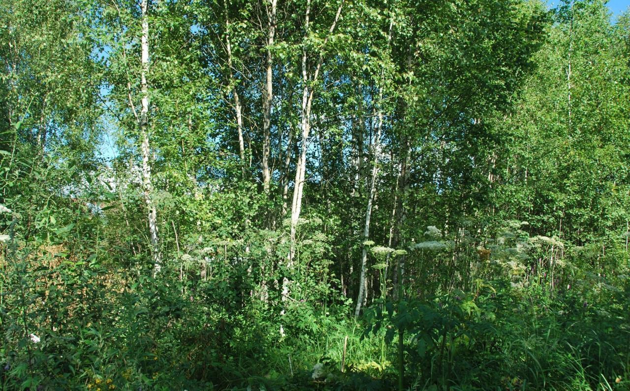 земля городской округ Наро-Фоминский д Лужки Верея фото 2