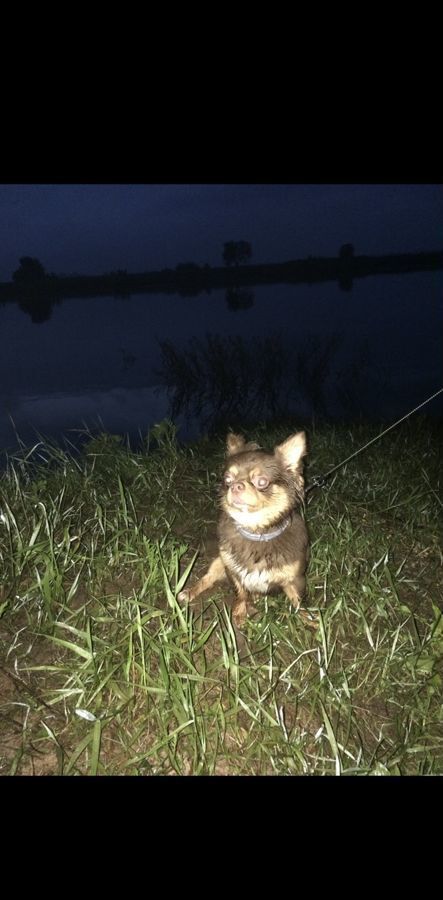 земля р-н Богородский д Бурцево коттеджный пос. Орешкино-1, Буревестник фото 6