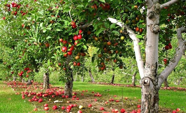 г Татарск садоводческое общество Железнодорожник фото