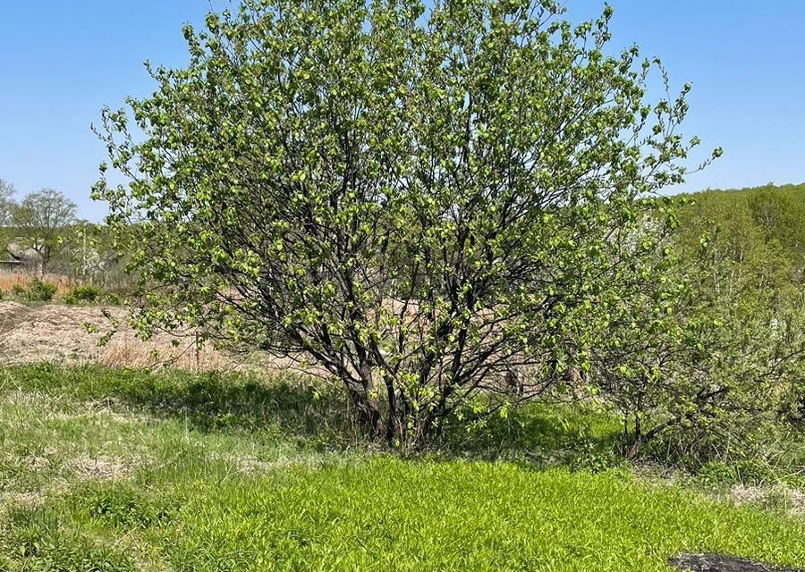 земля р-н Михайловский с Васильевка ул Комсомольская фото 1