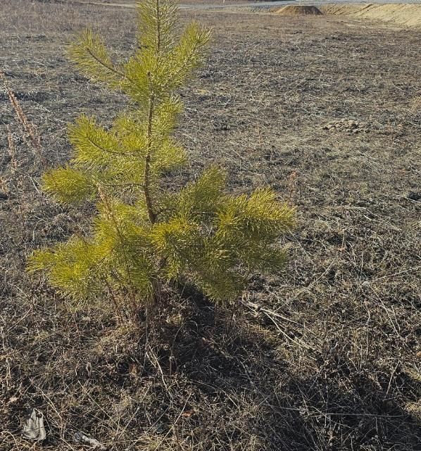 земля г Якутск городской округ Якутск, садово-огородническое некоммерческое товарищество Сатал фото 1