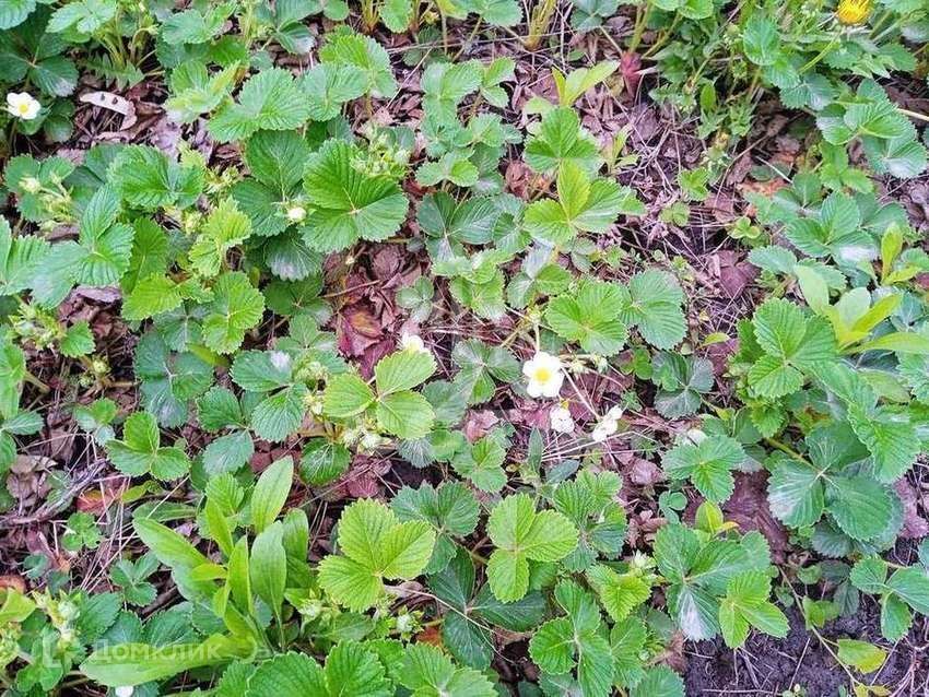 дом городской округ Воронеж, 23-я улица, СНТ Отдых фото 6