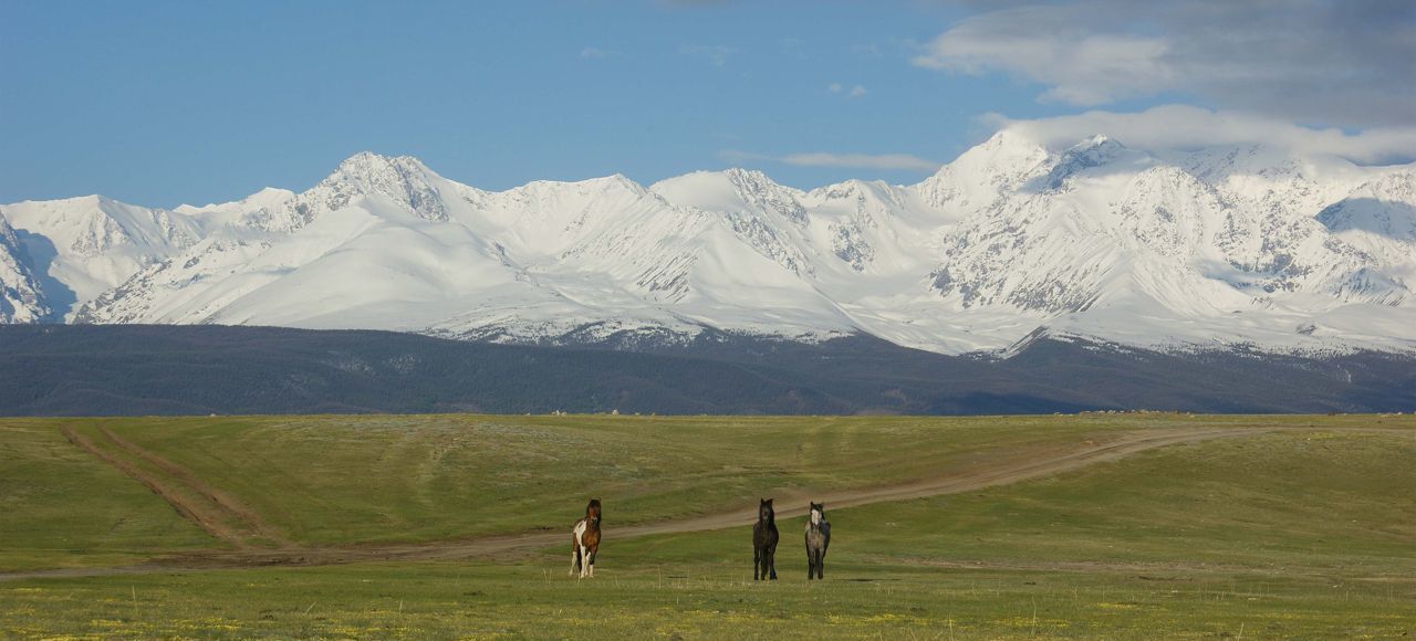 земля р-н Кош-Агачский с Кызыл-Таш Усть-Улаган фото 8