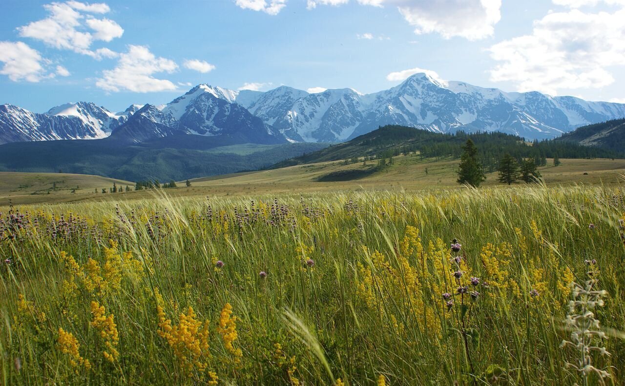 земля р-н Кош-Агачский с Кызыл-Таш Усть-Улаган фото 9