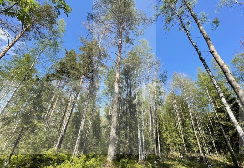 земля р-н Всеволожский Сертоловское городское поселение, коттеджный пос. Дворянская усадьба, 1-я линия, Санкт-Петербург фото 2