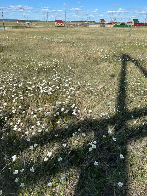 земля у Усть-Алданский с Сырдах Республика Саха Якутия, Борогонцы фото 3