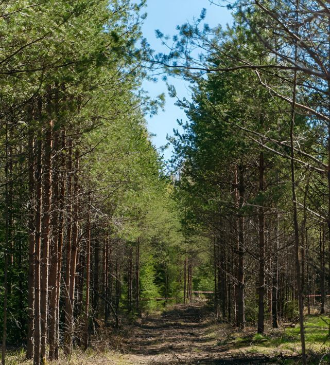 земля р-н Выборгский Приморское городское поселение, Тишь да гладь кп фото 13