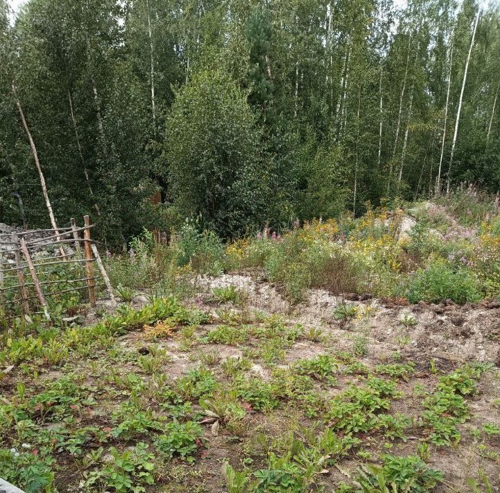 земля р-н Тосненский снт Меркурий Форносовское городское поселение фото 2