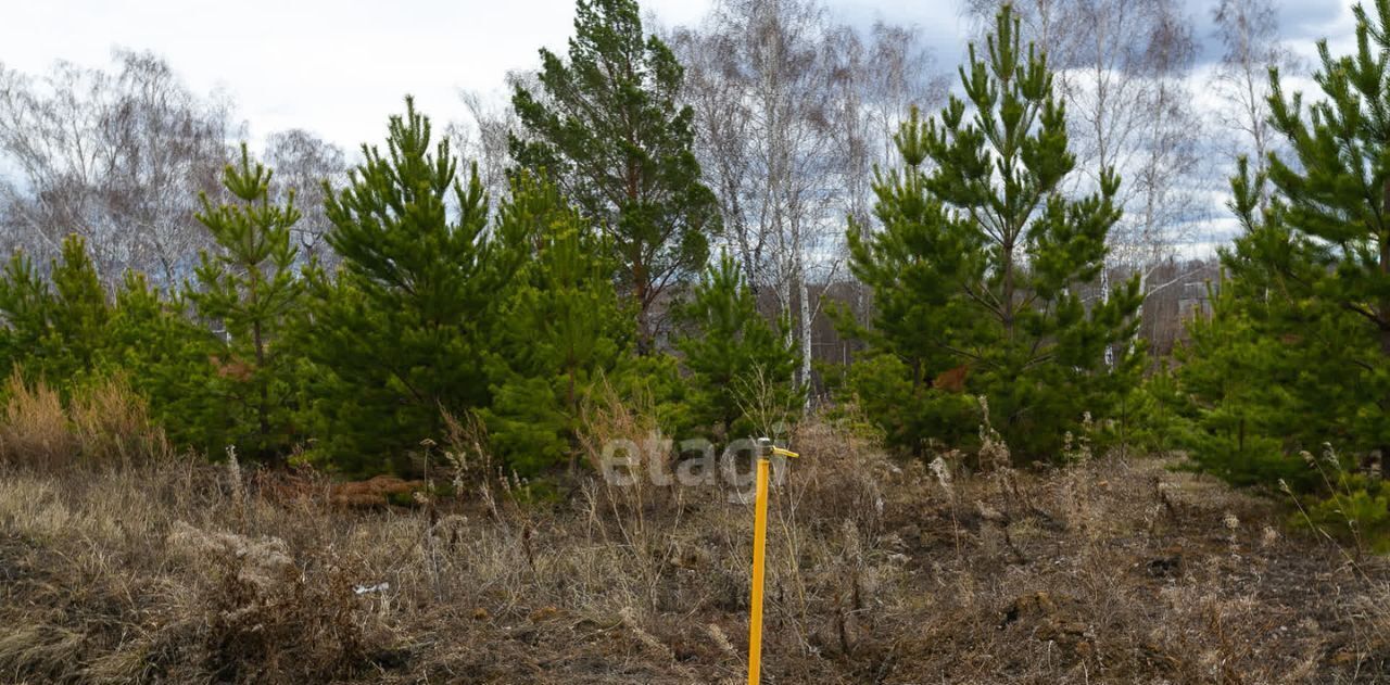 земля р-н Тюменский с Каменка Подушкино ДНТ фото 4