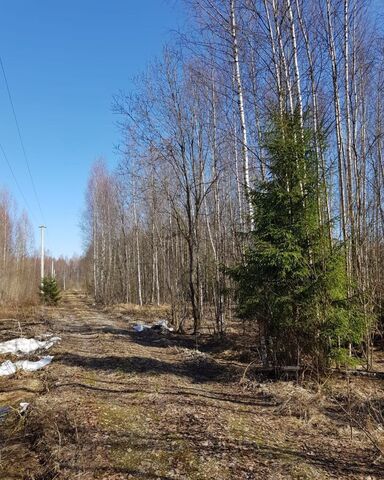 снт Березка Ленинградское шоссе, 5 км, Новозавидовский фото