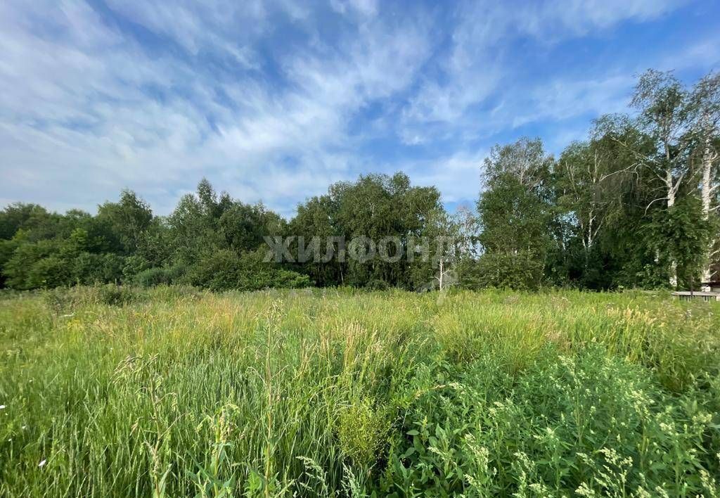 земля р-н Новосибирский с Барышево ул Гоголя Барышевский сельсовет фото 4