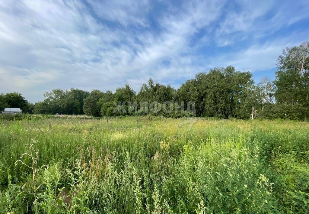 земля р-н Новосибирский с Барышево ул Гоголя Барышевский сельсовет фото 5