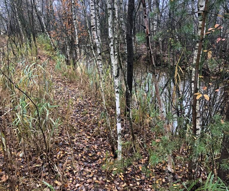 земля городской округ Богородский СНТ Ясень фото 7