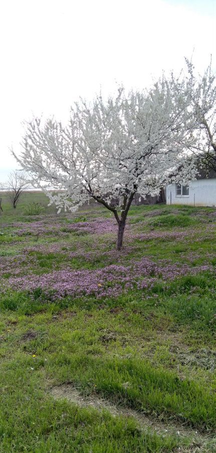 земля р-н Каневской х Сладкий Лиман Стародеревянковское сельское поселение, Привольная фото 1