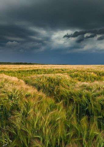 земля п Приморский Хрящевка фото