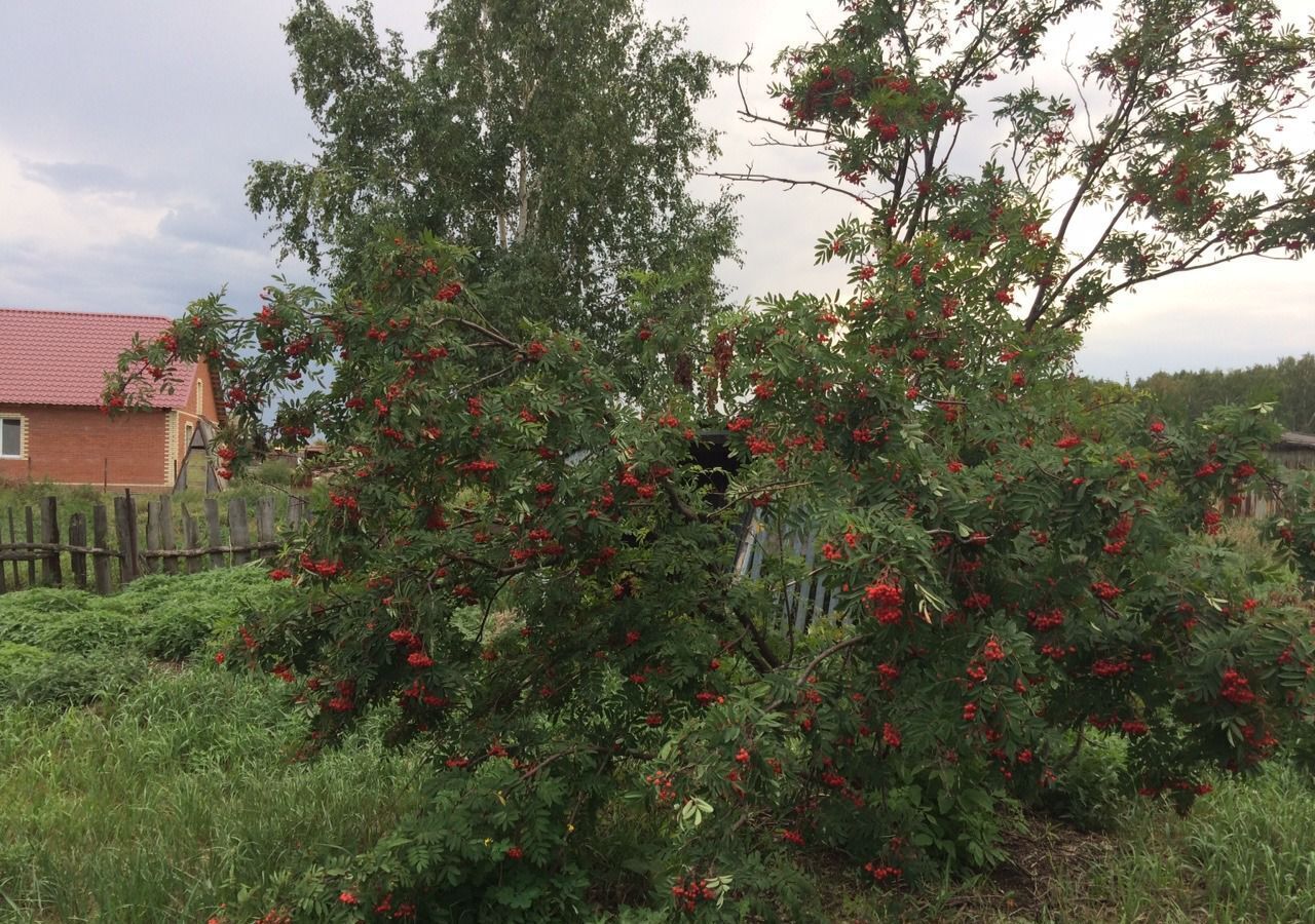 земля р-н Таврический д Лапино ул Центральная 43 Таврическое фото 7