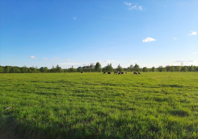 земля п Рябово Тосненское городское поселение фото