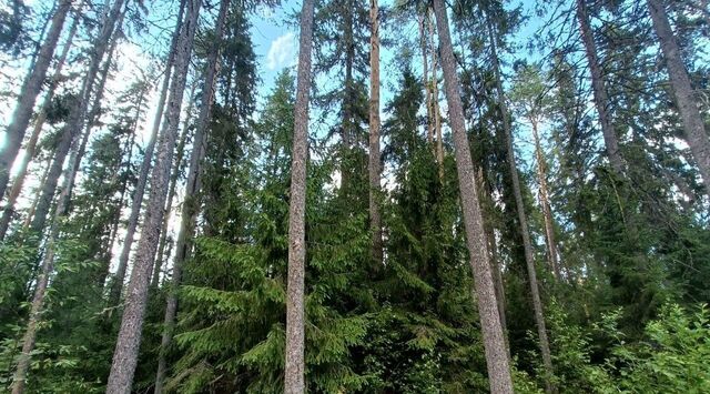 земля Вырица городской поселок, Звездная, ул. Дворцовая фото