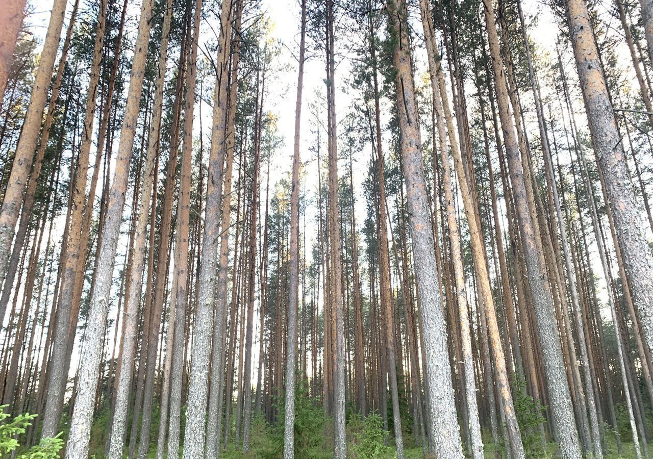 земля р-н Верховажский д Сметанино ул Советская Верховажье фото 14