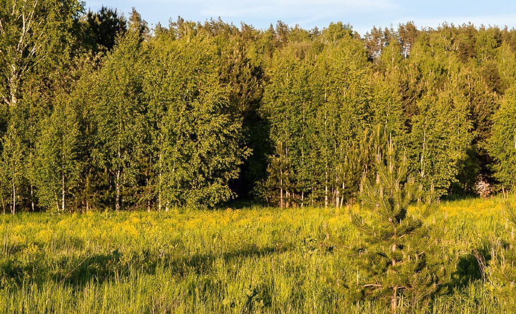 земля городской округ Красногорск д Тимошкино Красногорск фото 2