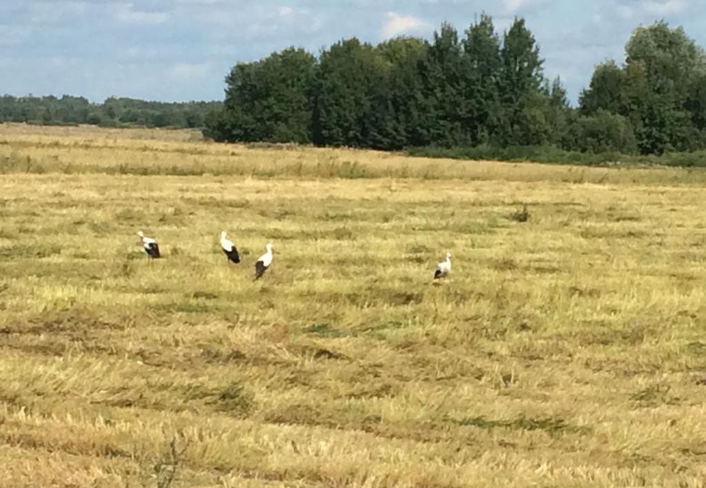 земля городской округ Клин д Марино Клин фото 2