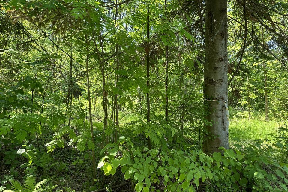 земля Добрянский городской округ, СНТ Ромашка фото 9