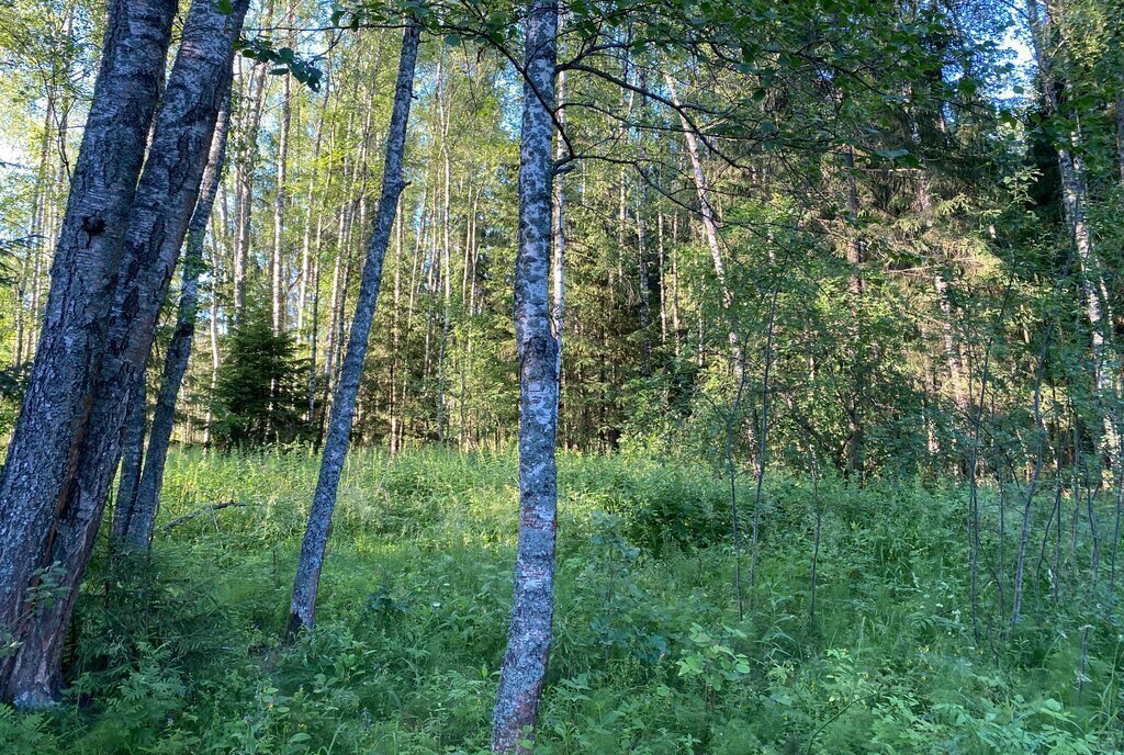 земля городской округ Рузский дачный посёлок Мамошино Ком, улица Елисейские Поля фото 14