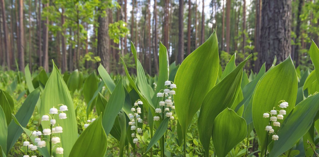 земля г Санкт-Петербург п Репино ул Песочная 8 р-н Курортный фото 6