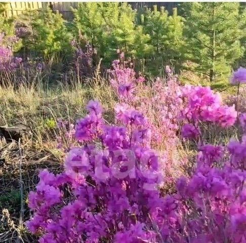 мкр Забайкальский р-н Октябрьский фото